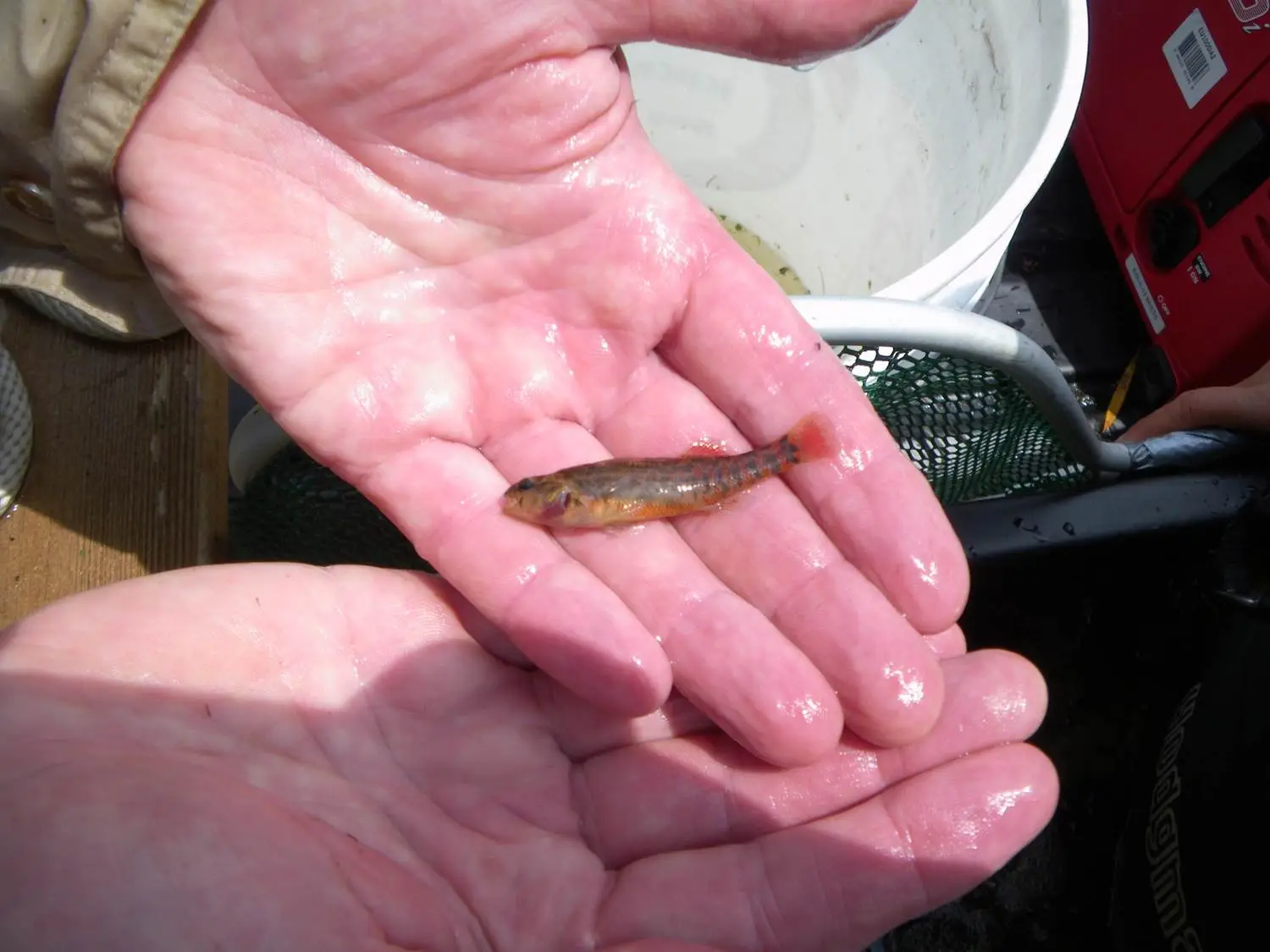 May Education Seminar: Near Shore Fishery Survey Demonstration 1 MudDarter