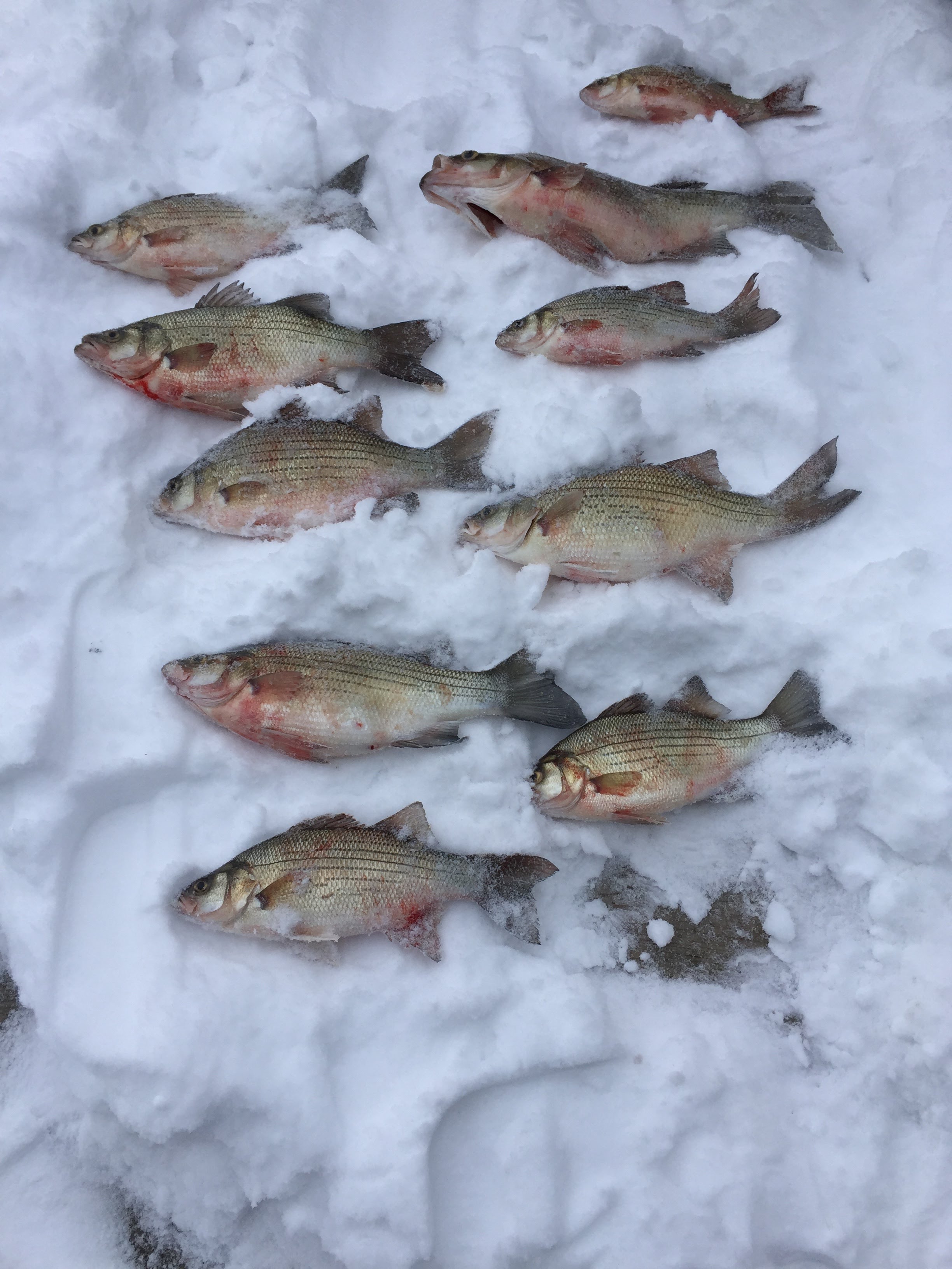 Lucky's 4th Annual Ice Fishing Tournament Results Lake Wisconsin Alliance