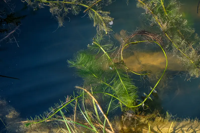Aquatic Invasive Species 3 eurasian watermilfoil
