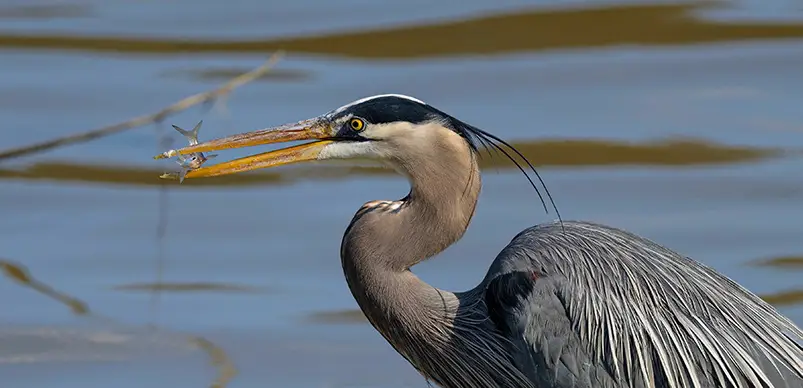 Plants and Animal Species of Lake Wisconsin 2 great blue heron